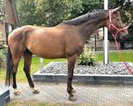 Brave talentvolle 5 jr kwpn ruin1,72 mtr(röntgen goed), Dieren en Toebehoren, Paarden, B, Gechipt, Ruin, Dressuurpaard