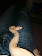 Albino Tijgerpython