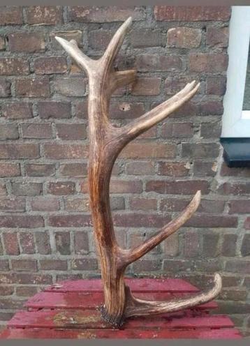 Enorme zware Edelhert afwerpstang gewei geweien 79cm!

 beschikbaar voor biedingen