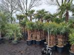 PALMBOMEN - ALLE AFMETINGEN - PALM - PALMBOOM - WINTERHARD, Tuin en Terras, Planten | Bomen, Palmboom, Verzenden