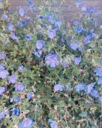 Geranium Rozanne, Tuin en Terras, Volle zon, Vaste plant, Zomer, Ophalen