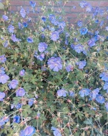 Geranium Rozanne  beschikbaar voor biedingen