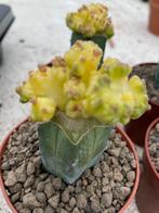 Echinopsis Longiflora Monstruosa Variagata. Potmaat 8,5cm, Ophalen of Verzenden, Minder dan 100 cm, Bloeiende kamerplant, Volle zon