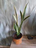 Sanseveria stek, Ophalen, Overige soorten, Minder dan 100 cm