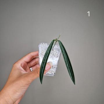 Hoya Shepherdii  beschikbaar voor biedingen
