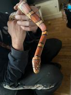 mooie python en rattenslang, Dieren en Toebehoren, Reptielen en Amfibieën, Slang, Met terrarium, 3 tot 6 jaar
