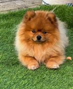 Pomeranian reu, Dieren en Toebehoren, CDV (hondenziekte), 1 tot 2 jaar, Eén hond, Nederland