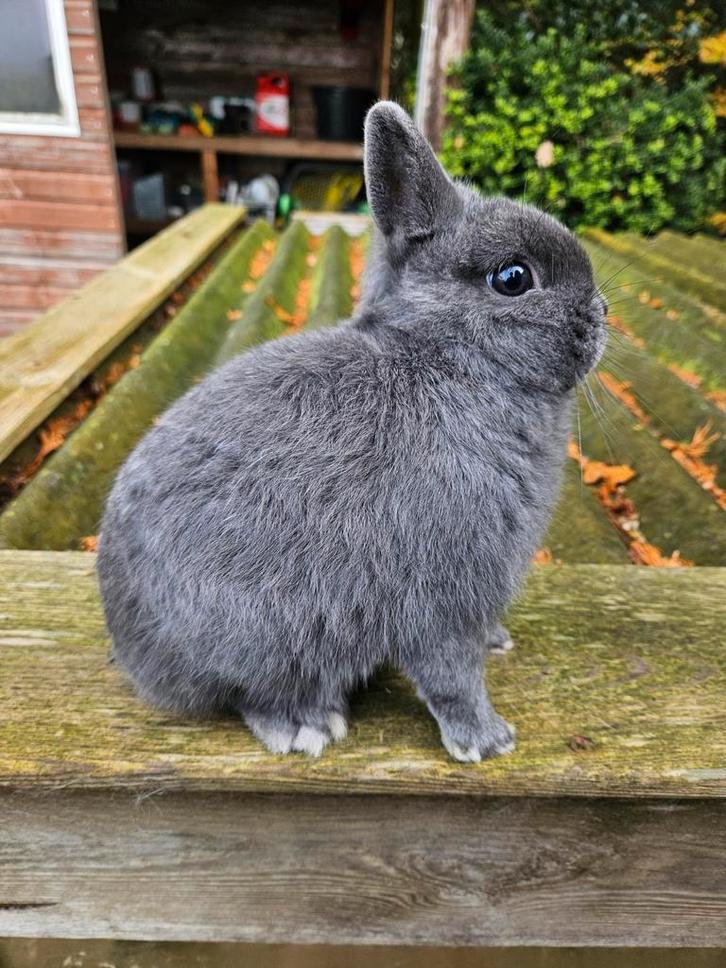 Kleurdwerg blauw dwergkonijn, Dieren en Toebehoren, Konijnen, Dwerg, Mannelijk