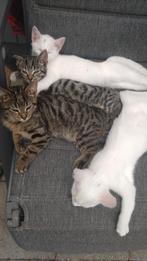 Europese korthaar Kittens, Dieren en Toebehoren, Katten en Kittens | Overige Katten, Meerdere dieren, Kortharig, 0 tot 2 jaar