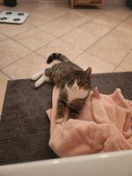 Jong poesje zoekt nieuw huisje/baasje, Dieren en Toebehoren, Katten en Kittens | Overige Katten, Kater, Kortharig, 0 tot 2 jaar