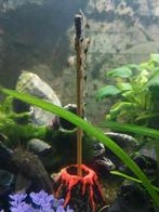 CARDINA JAPONICA 10 STUKS VOOR € 5,- MET GRATIS STICK/LOLLY, Dieren en Toebehoren, Vissen | Aquariumvissen, Kreeft, Krab of Garnaal