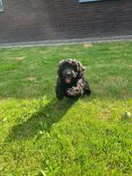 2 lieve doodle x dwergpoedel reutjes, Dieren en Toebehoren, Honden | Chihuahua's en Gezelschapshonden, Overige rassen, CDV (hondenziekte)