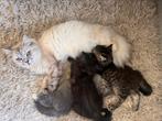 Siberische kittens 🩷🩵🩵mogen vanaf vandaag verhuizen!, Dieren en Toebehoren, Katten en Kittens | Raskatten | Langhaar, Meerdere dieren