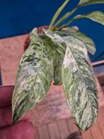 Rhaphidophora Puberula Tricolor p12, Ophalen of Verzenden, Halfschaduw, Minder dan 100 cm