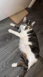 Europese kater zoekt warme huis, Dieren en Toebehoren, Katten en Kittens | Raskatten | Korthaar, Kater, Ontwormd, 3 tot 5 jaar