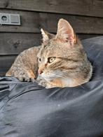 2 vrouwtjes katten te koop - gesteriliseerd & gechipt, Dieren en Toebehoren, Katten en Kittens | Overige Katten, Poes, Kortharig