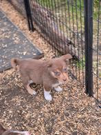 Border Collie x Corgi kruising - laatste 2 reutjes, België, Particulier, Overige rassen, CDV (hondenziekte)