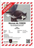 VERMIST! 150 EURO BELONING, Dieren en Toebehoren