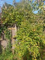 === Glansmispel leiboom - (Photinia fraseri 'Red Robin'), Leiboom, Lente, 250 tot 400 cm, Ophalen