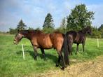 Weide gang aangeboden (stalling), Stalling, 2 of 3 paarden of pony's