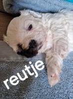 Boomer pups, CDV (hondenziekte), Overige rassen, 8 tot 15 weken, Meerdere
