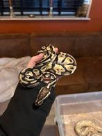 Ball python man, Slang, Met terrarium, 3 tot 6 jaar