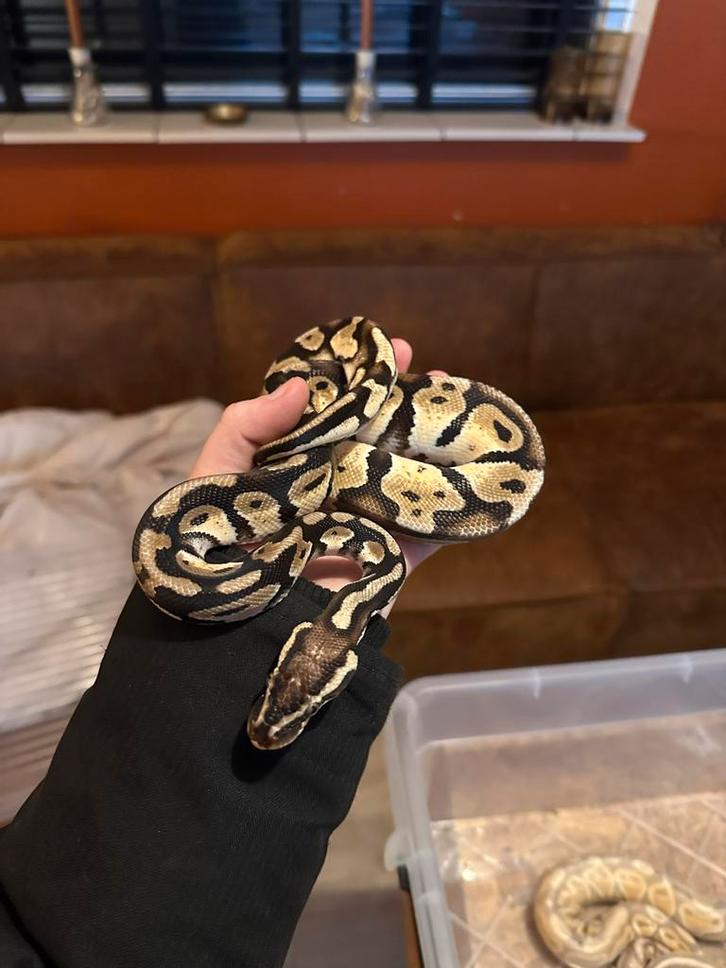 Ball python man Ball Python - male for sale from C