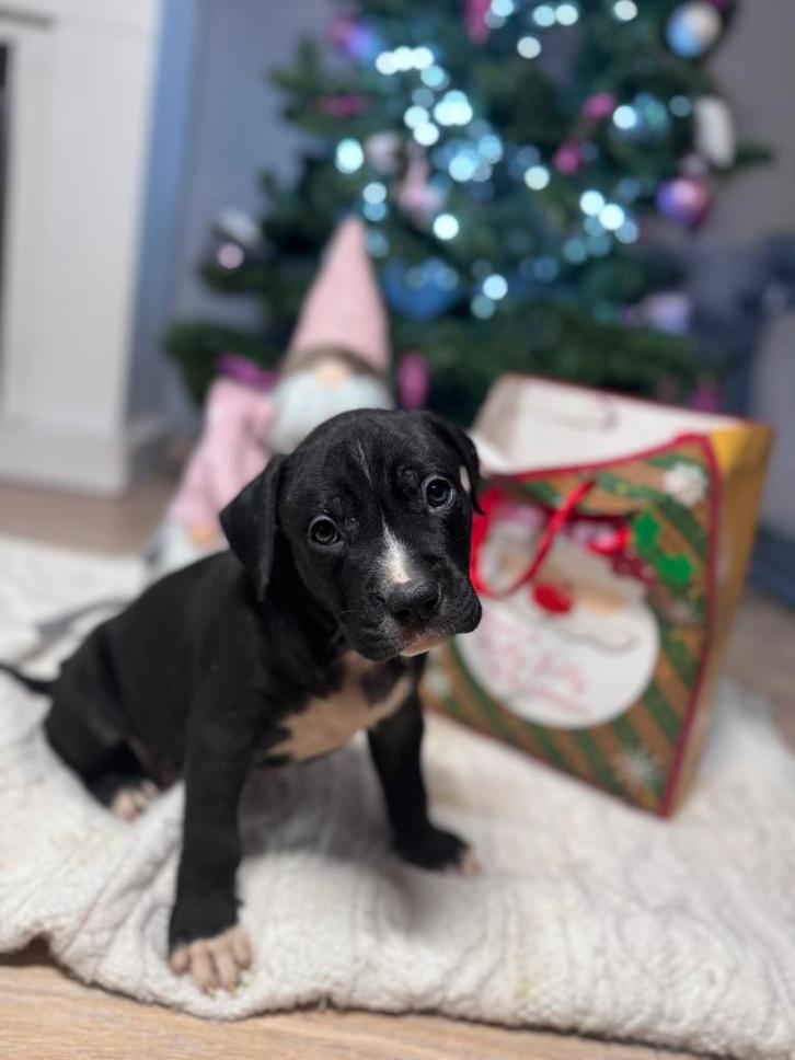 American Stafford pup, Dieren en Toebehoren, Honden | Jack Russells en Terriërs, Reu, American Staffordshire Terriër, Particulier