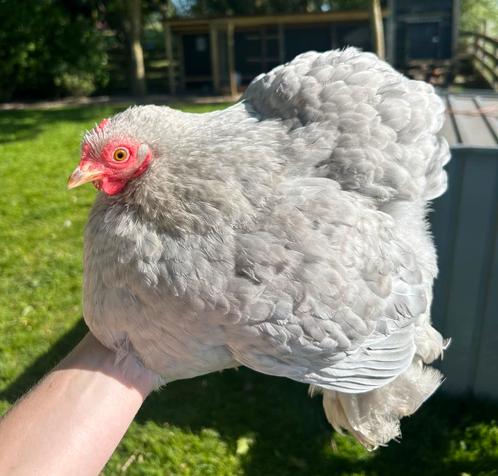Cochin kriel broedeieren, Dieren en Toebehoren, Pluimvee, Kip, Geslacht onbekend