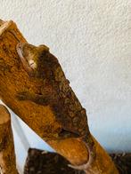 Mooie Chahoua gekko man, Dieren en Toebehoren, Hagedis