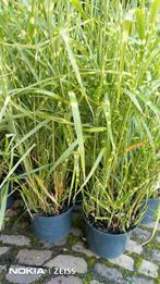 Zebragras ( Miscanthus Sinensis Zebrinus) grote 20 cm pot, Ophalen, Winter, Siergrassen, Volle zon
