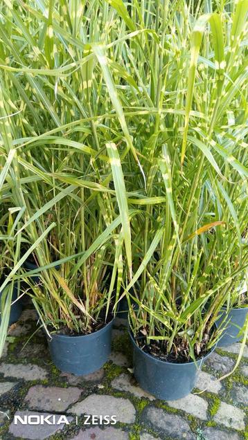 Zebragras ( Miscanthus Sinensis Zebrinus) grote 20 cm pot  beschikbaar voor biedingen