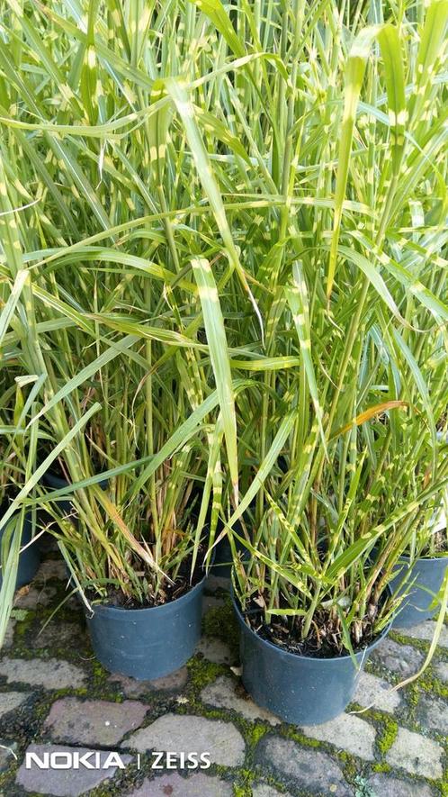Zebragras ( Miscanthus Sinensis Zebrinus) grote 20 cm pot, Tuin en Terras, Planten | Tuinplanten, Siergrassen, Volle zon, Winter