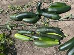 Biologische grote courgettes, GRATIS, afhalen, Ophalen of Verzenden, Voorjaar, Volle zon, Zaad