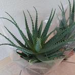 Aloë planten  2 v €25,-, Ophalen