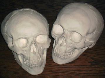 gipsen Schedels, medium-maat BESCHILDERBARE blanco Skulls beschikbaar voor biedingen