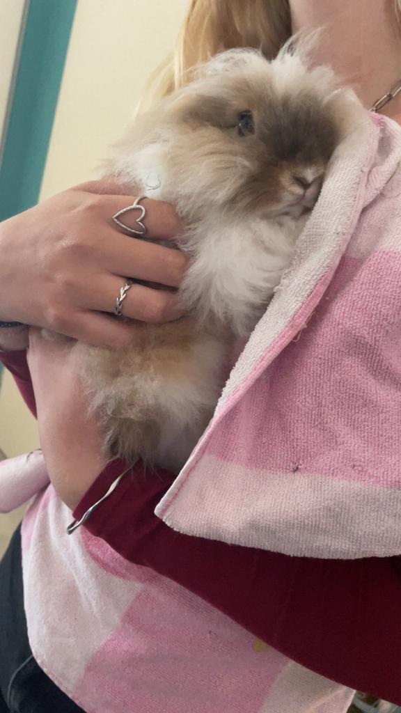 Lief leewenkop konijntje zoekt nieuw lief baasje, Dieren en Toebehoren, Konijnen, Geslacht onbekend