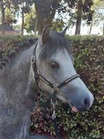 Welsh sectie A hengst, Dieren en Toebehoren, Pony's, Hengst, Recreatiepony, 0 tot 2 jaar