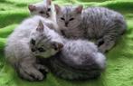 Britse Korthaar Silver Shaded-Tabby kittens, Dieren en Toebehoren, Katten en Kittens | Raskatten | Korthaar, Meerdere dieren, Ontwormd