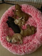 Labradoodle pups, Dieren en Toebehoren, Honden | Niet-rashonden, Rabiës (hondsdolheid), 8 tot 15 weken, Meerdere, Meerdere dieren
