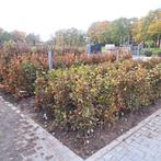 Fagus sylvatica/Beukenhaag/Bladhoudende beuk diverse maten!, Tuin en Terras, Planten | Struiken en Hagen, Ophalen, Beukenhaag