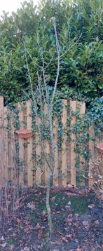 Boom, Ophalen, Halfschaduw, Overige soorten, 100 tot 250 cm