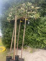 Lei bomen groenblijvend stamhoogte tot 220 cm, Tuin en Terras, In pot, Leiboom, Ophalen of Verzenden