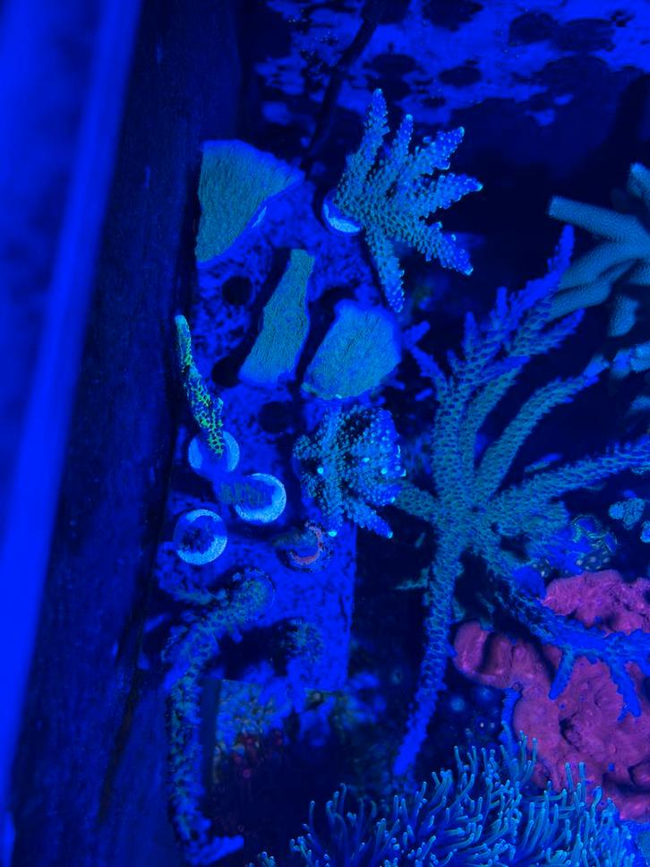 Euphyllia Glabrescens “dragonsoul” en Acropora koraalstekken, Dieren en Toebehoren, Vissen | Aquariumvissen, Zoutwatervis, Overige typen