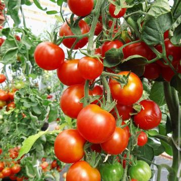Tomaten planten zoete cherry- / kers- / cocktail – tomaten beschikbaar voor biedingen