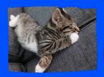 💙Nog 1 lief katertje te koop! 💙12 weekjes!, Dieren en Toebehoren, Katten en Kittens | Raskatten | Korthaar, Poes