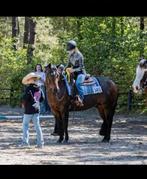 Gezocht: lease pony, Ophalen of Verzenden, Nieuw