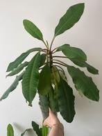 Grote Madagascar Jewel plant, Ophalen of Verzenden, Overige soorten, Minder dan 100 cm