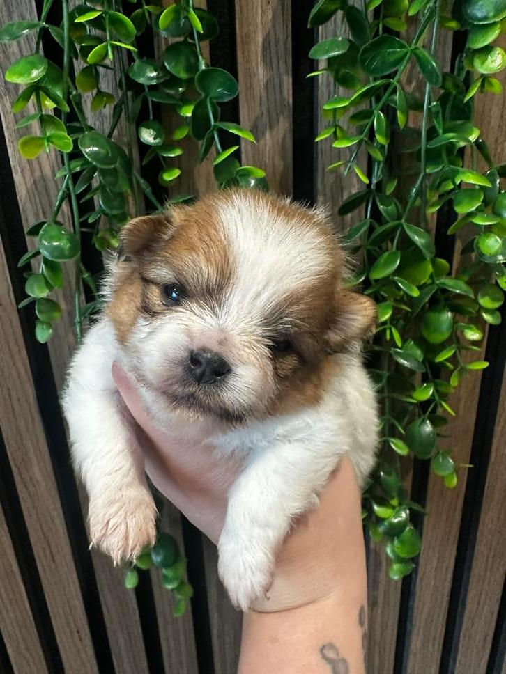 Laatste parti colour pomeriaan teefje te reserveren ❤️, Dieren en Toebehoren, Honden | Poolhonden, Keeshonden en Oertypen, Teef