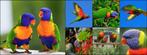 2 regenboog lori papegaaien, Meerdere dieren, Papegaai, Geringd